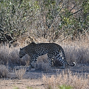 "Leopard" Kruger National Park, South Africa